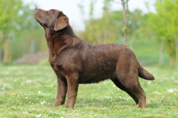 Labradorský retrívr Dogs Informace - velikost, povaha, délka života & cena | iFauna