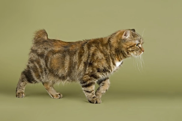 Manx Cats Breed - Information, Temperament, Size & Price | Pets4Homes