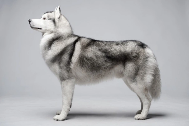 Siberian Husky Dogs Razza - Prezzo, Temperamento & Foto | AnnunciAnimali