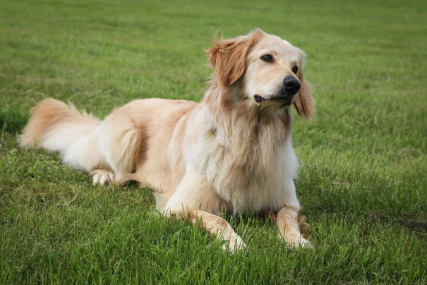 Hovawart Dogs Breed | Facts, Information and Advice | Pets4Homes
