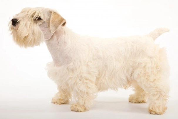 Sealyham Terrier Dogs Breed | Facts, Information and Advice | Pets4Homes