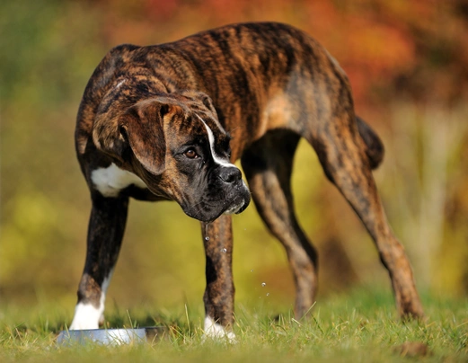 Boxer Dogs Razza - Prezzo, Temperamento & Foto | AnnunciAnimali