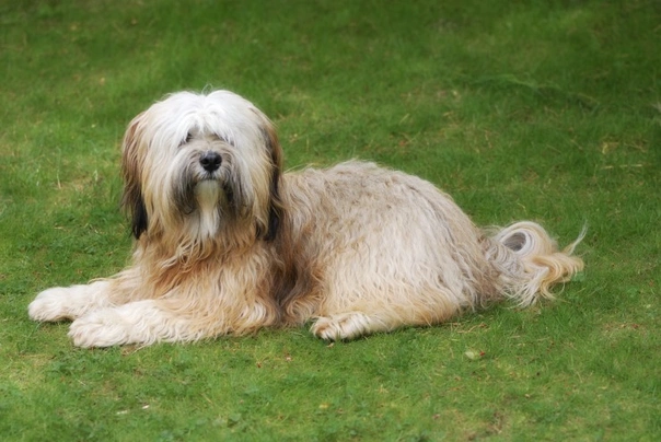 los terriers tibetanos son hereditarios