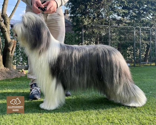 Bearded Collie Dogs Razza - Prezzo, Temperamento & Foto | AnnunciAnimali