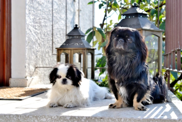 Pekingese Dogs Breed - Information, Temperament, Size & Price | Pets4Homes