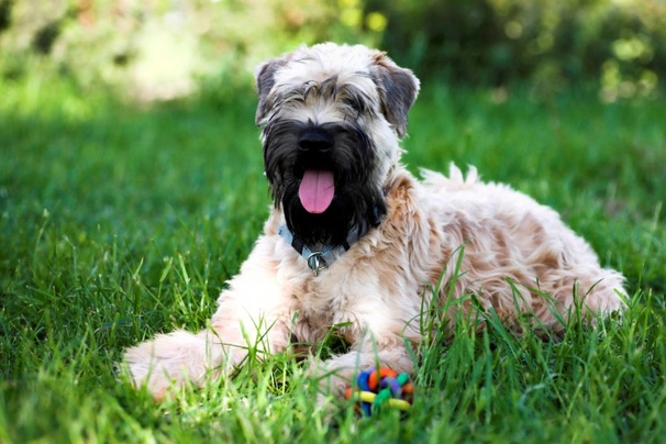Softcoated Wheaten Terriër Dogs Ras: Karakter, Levensduur & Prijs | Puppyplaats