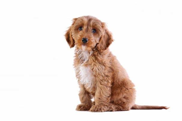 Cockapoo Dogs Breed - Information, Temperament, Size & Price | Pets4Homes