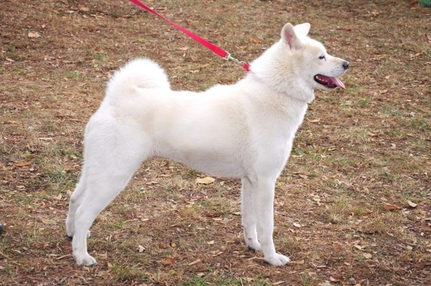 Japanese Akita Inu Dogs Breed - Information, Temperament, Size & Price ...
