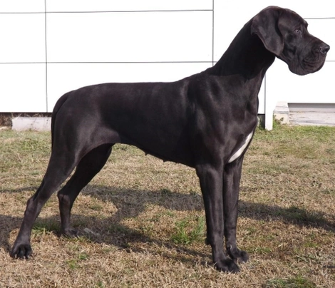 Great Dane Dogs Breed - Information, Temperament, Size & Price | Pets4Homes