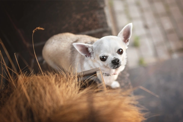 Chihuahua Dogs Razza - Prezzo, Temperamento & Foto | AnnunciAnimali