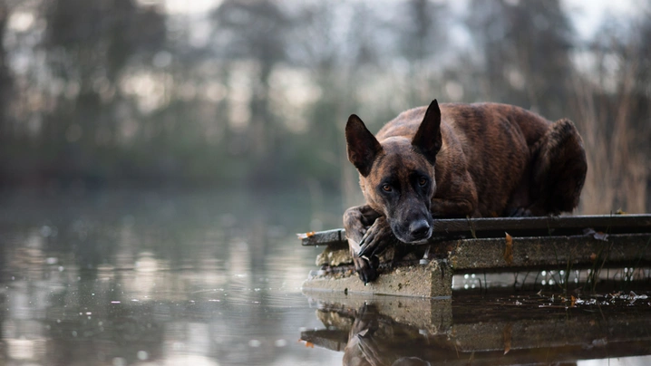 Holandský ovčák Dogs Informace - velikost, povaha, délka života & cena | iFauna