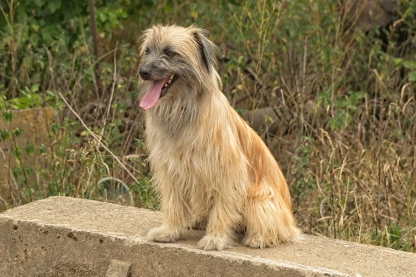 Pyrenean Sheepdog Dogs Breed - Information, Temperament, Size & Price | Pets4Homes