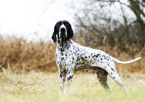 Auvergneský ohař krátkosrstý Dogs Informace - velikost, povaha, délka života & cena | iFauna