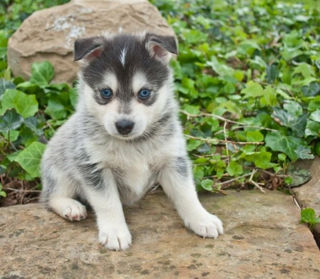 Pomsky dogs store for sale