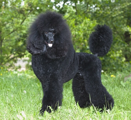 Poodle pets4homes hot sale