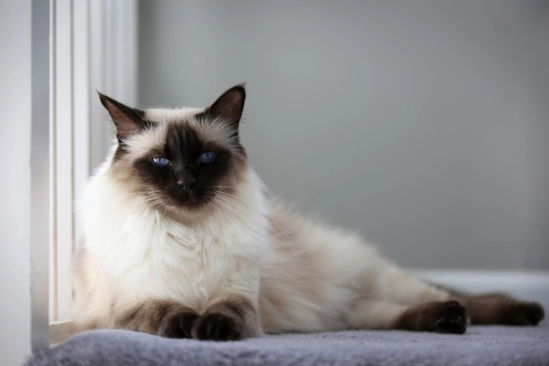 Balinese cats for adoption sales near me