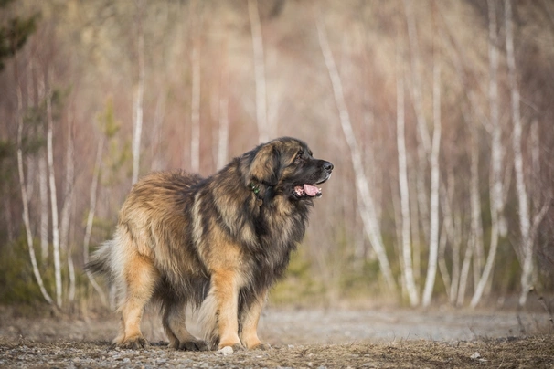 Leonberger Dogs Raza - Características, Fotos & Precio | MundoAnimalia