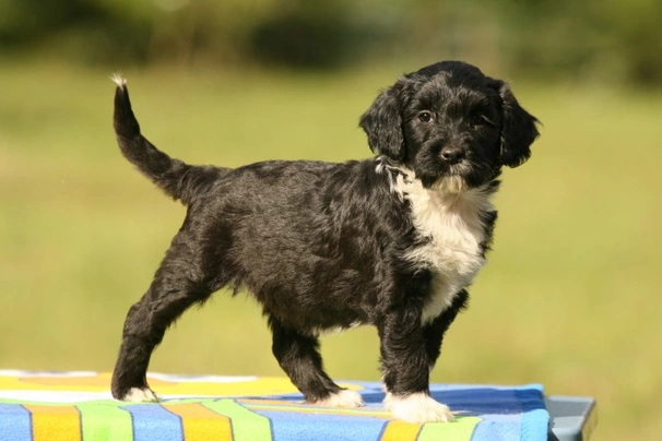 Black and white portuguese water hot sale dog puppies