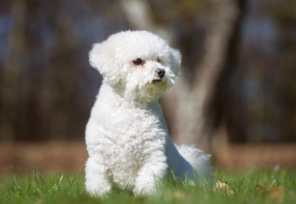 Bichon frise crate store size