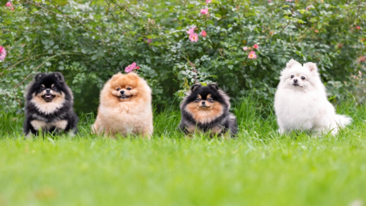 Pomeranian Dogs Breed - Information, Temperament, Size & Price | Pets4Homes