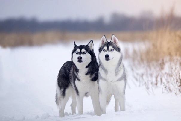 son los huskies siberianos perros agresivos