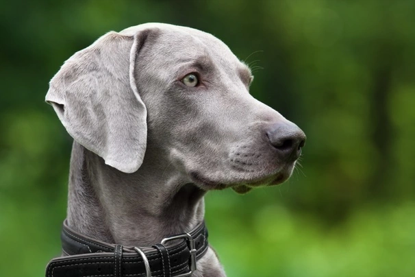 Weimaraner Dogs Razza - Prezzo, Temperamento & Foto | AnnunciAnimali