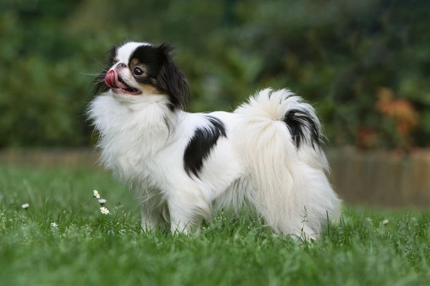 Japan chin Dogs Plemeno / Druh: Povaha, Délka života & Cena | iFauna