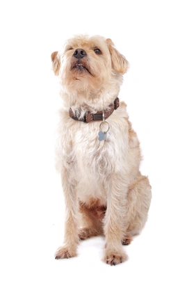 Holandský pinč Dogs Informace - velikost, povaha, délka života & cena | iFauna