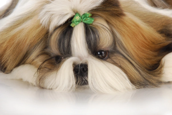 Shih Tzu Dogs Breed - Information, Temperament, Size & Price | Pets4Homes