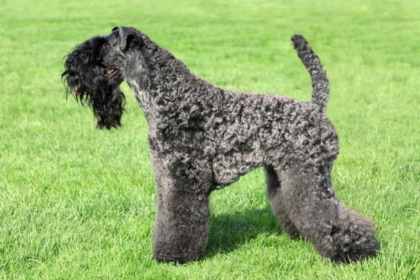 Kerry blue hot sale terrier dog