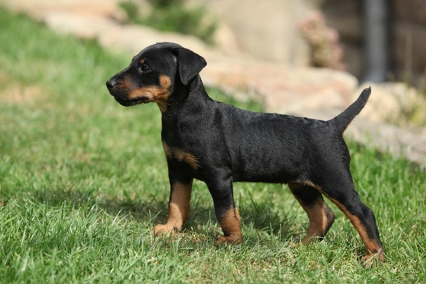 Jagdterrier Dogs Breed - Information, Temperament, Size & Price | Pets4Homes
