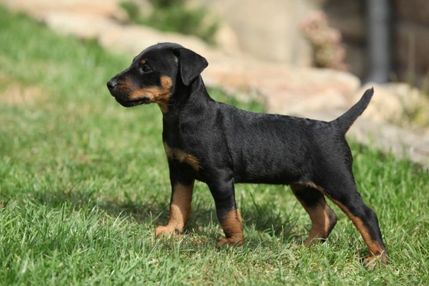 Jagd terrier for store sale