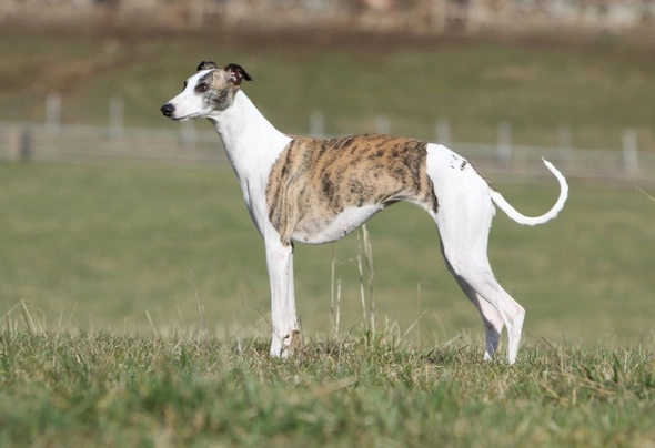 Whippet Dogs Razza - Prezzo, Temperamento & Foto | AnnunciAnimali