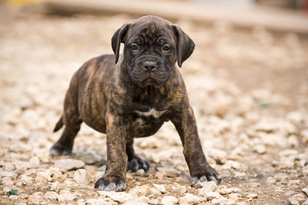 Canary store mastiff dog