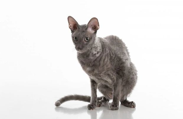 Cornish Rex Cats Informace - velikost, povaha, délka života & cena | iFauna