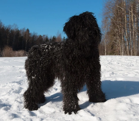 Černý ruský teriér Dogs Informace - velikost, povaha, délka života & cena | iFauna