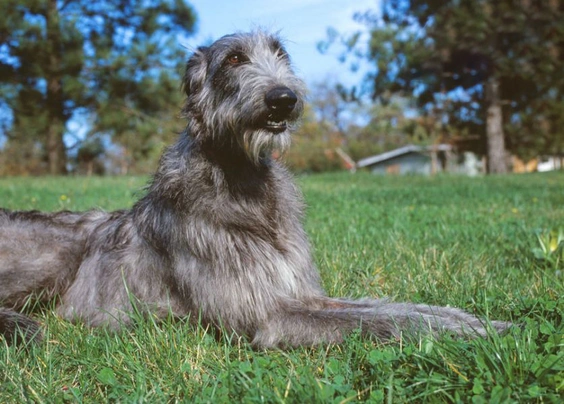 Deerhound Dogs Raza - Características, Fotos & Precio | MundoAnimalia