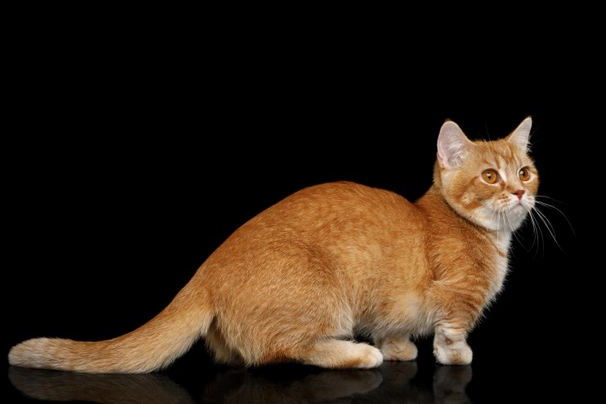 Munchkin Cats Breed - Information, Temperament, Size & Price | Pets4Homes