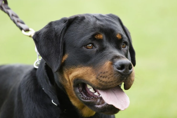 Rottweiler Dogs Ras: Karakter, Levensduur & Prijs | Puppyplaats