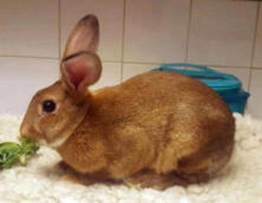 Golden Glavcot Rabbits Breed - Information, Temperament, Size & Price ...