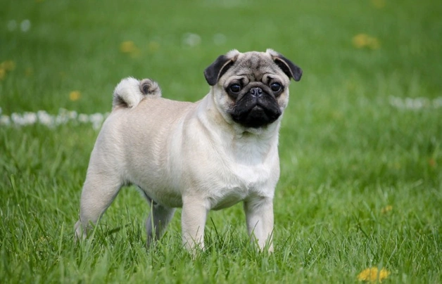 Pug Dogs Breed - Information, Temperament, Size & Price | Pets4Homes