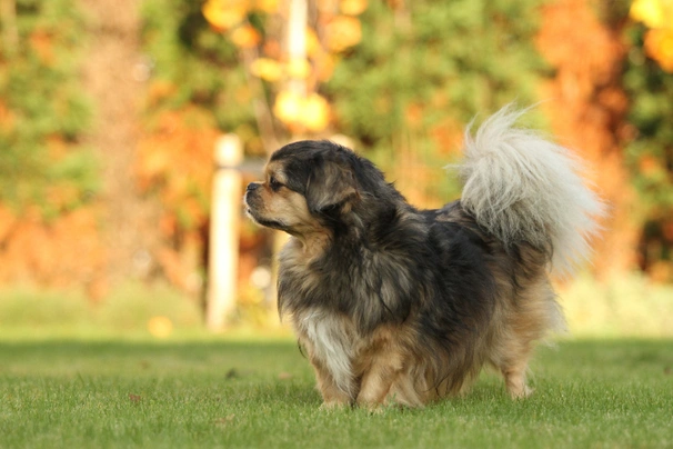 Tibetský španěl Dogs Informace - velikost, povaha, délka života & cena | iFauna