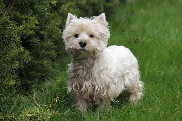 West highland white teriér Dogs Informace - velikost, povaha, délka života & cena | iFauna