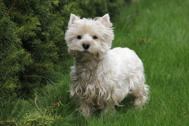 West highland white teriér Dogs Plemeno / Druh: Povaha, Délka života & Cena | iFauna