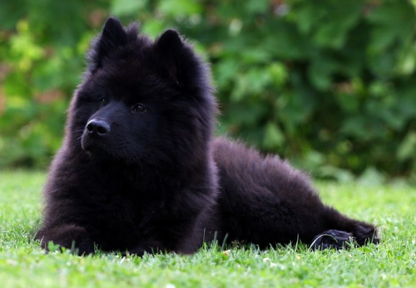 Eurasier lifespan store