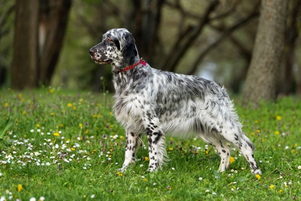 English setter poodle store mix