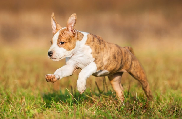 American Staffordshire Terriër Dogs Ras: Karakter, Levensduur & Prijs | Puppyplaats
