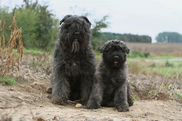 Flanderský bouvier Dogs Plemeno / Druh: Povaha, Délka života & Cena | iFauna