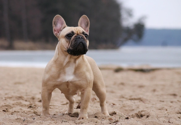 French Bulldog Dogs Breed Information Temperament Size Price Pets4Homes