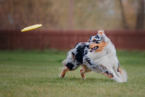 Australian shepherd hot sale pets4homes